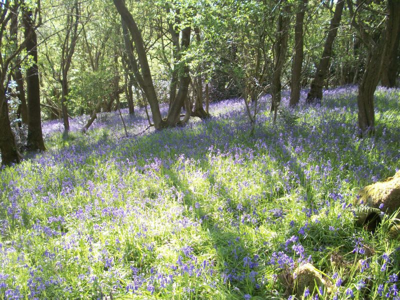 22May bluebells.JPG